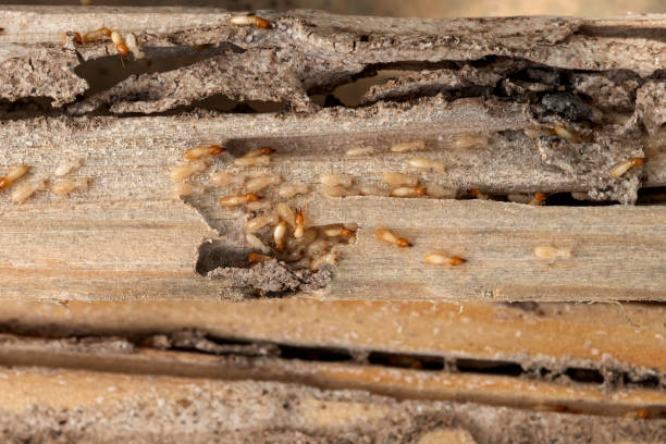 Best Affordable Pest Control Services  in Rutledge, GA
