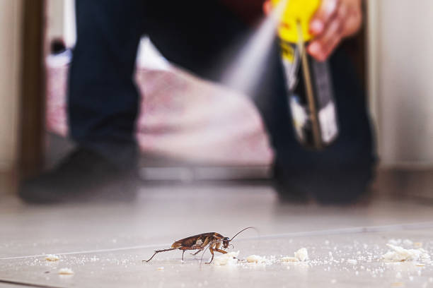 Best Local Pest Control Services  in Rutledge, GA