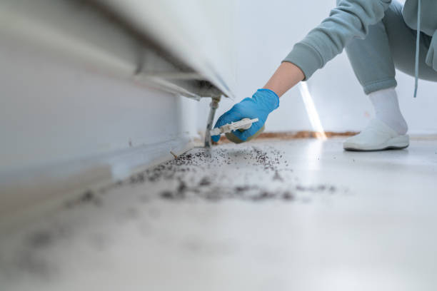 Best Rat Extermination Near Me  in Rutledge, GA